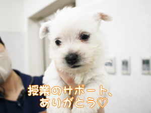 様々な講義☆モデル犬も協力してくれます！